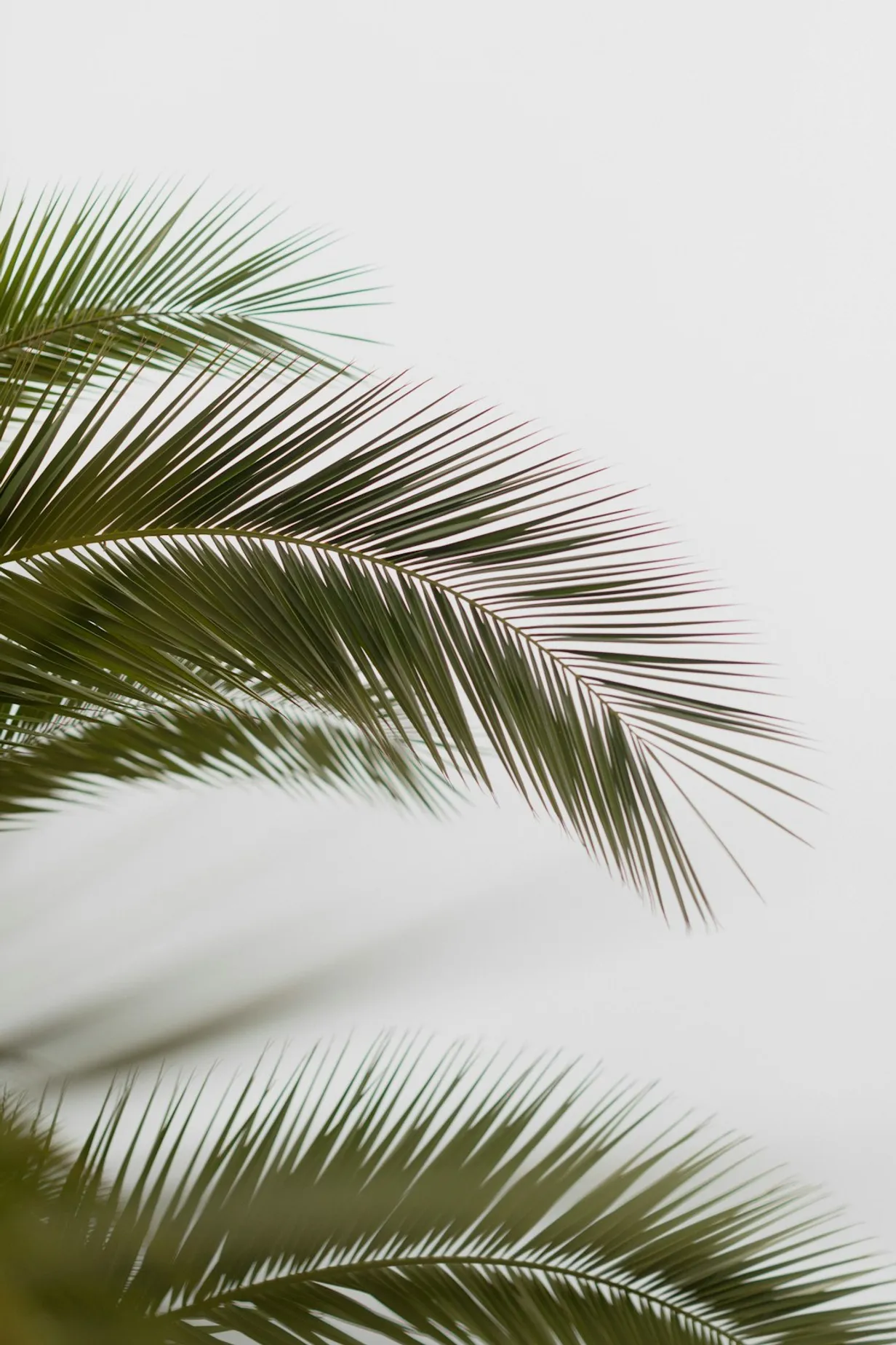 How to Use Artificial Palm Trees in Your HomeIllustration