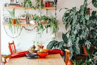 Using Artificial Plants to Decorate Your Home at the Best CostIllustration