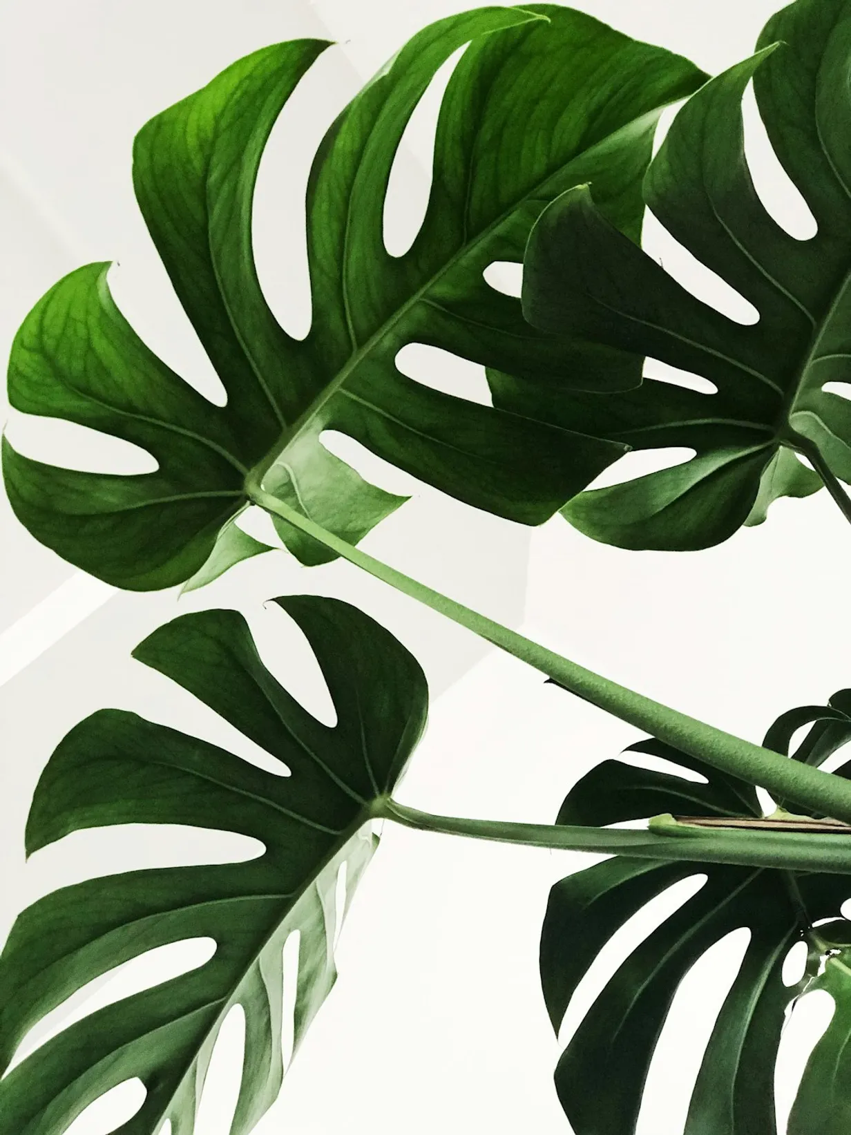 How Artificial Monstera Plants are a Great Way to Break Up Empty SpaceIllustration